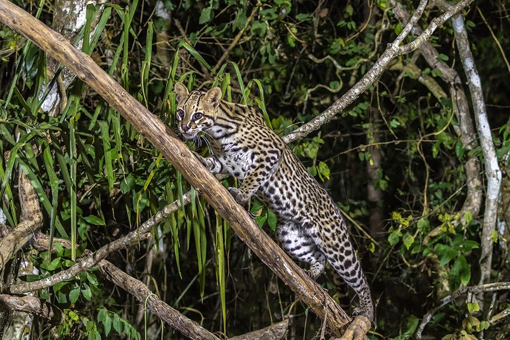 Brazil-Pantanal Ocelot on tree branch